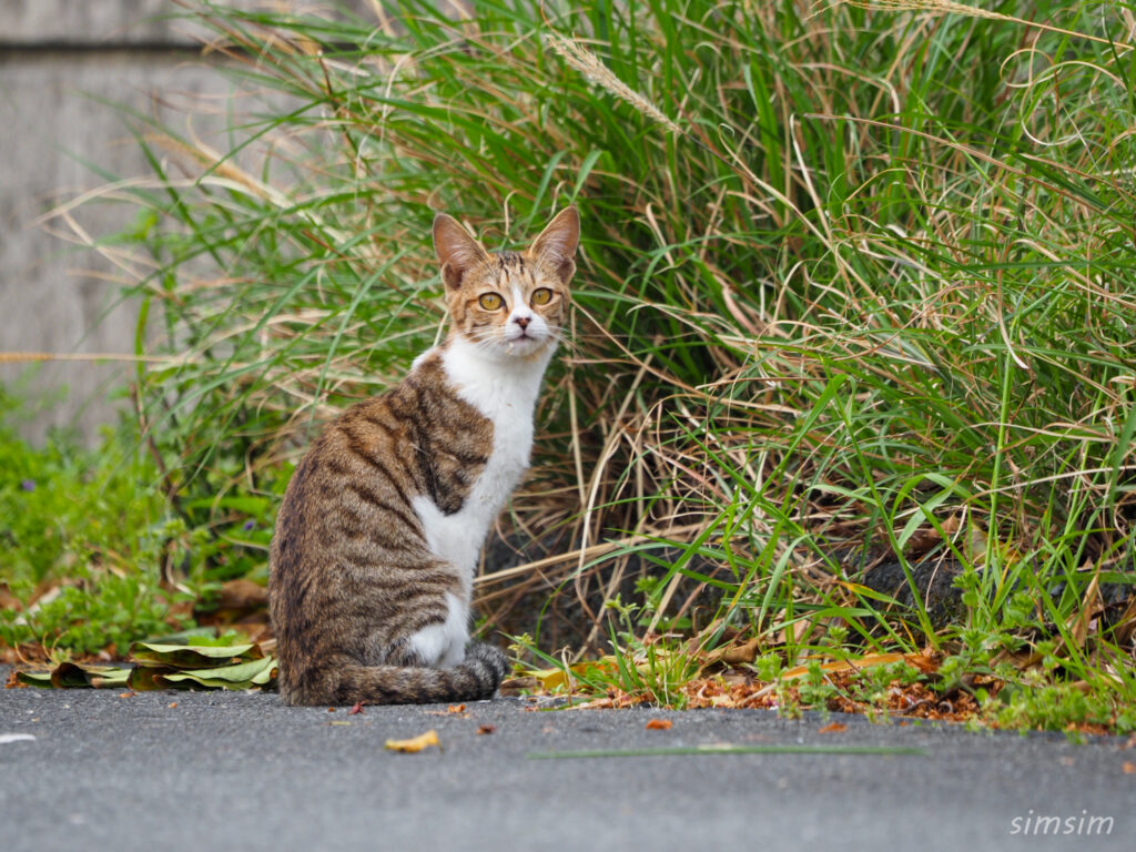 帰りのフェリーは2等船室