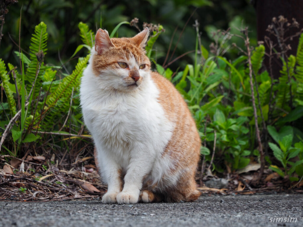 帰りのフェリーは2等船室