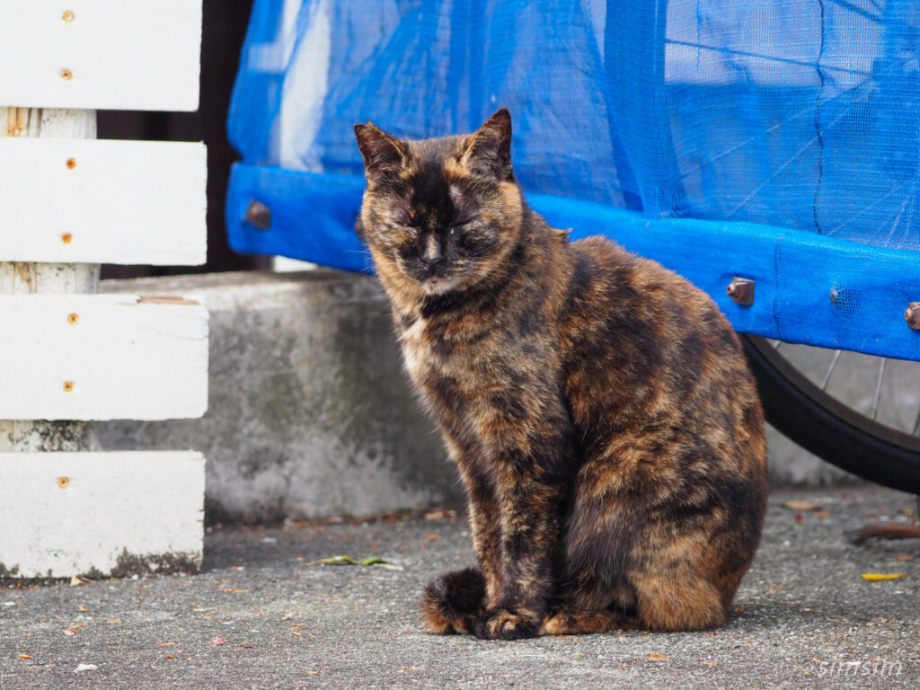 帰りのフェリーは2等船室