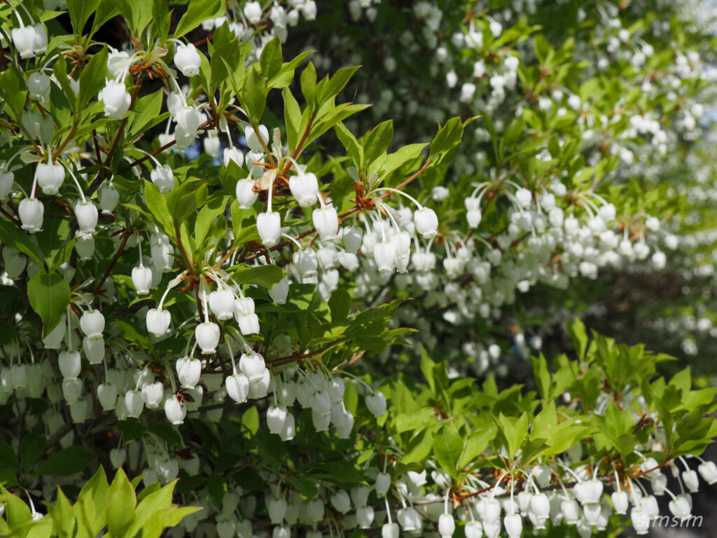 埼玉県県民の森　ドウダンツツジ