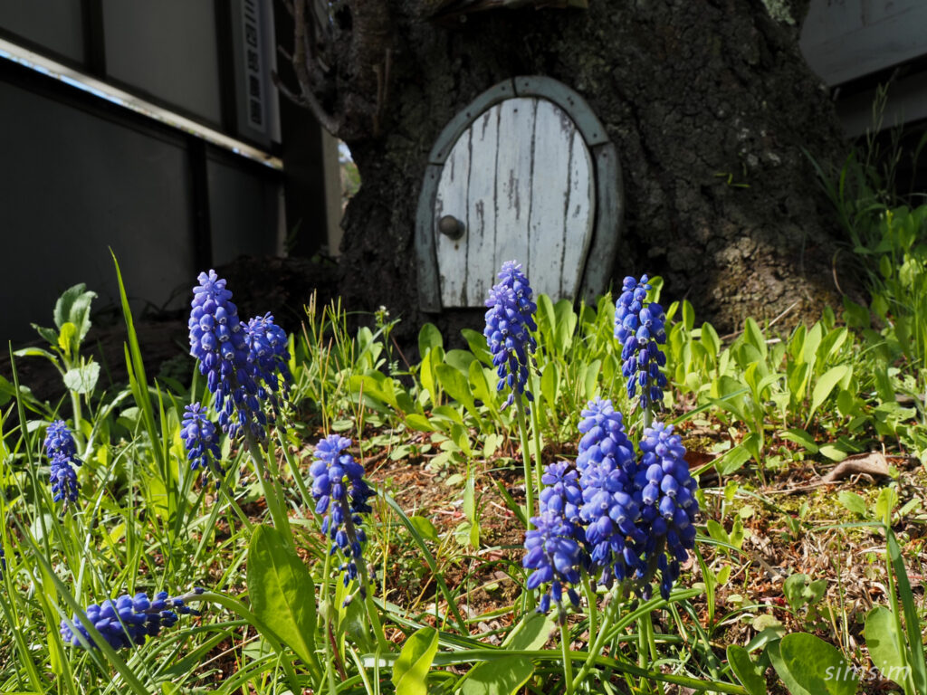 埼玉県県民の森　ムスカリ