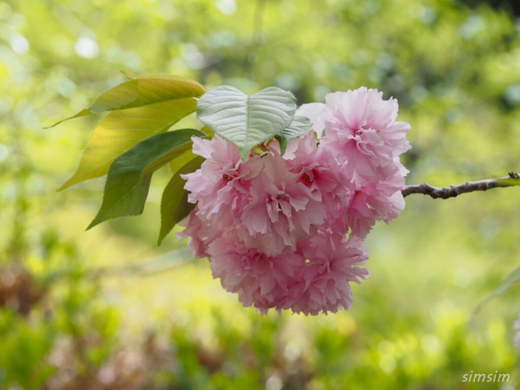 埼玉県県民の森　八重桜