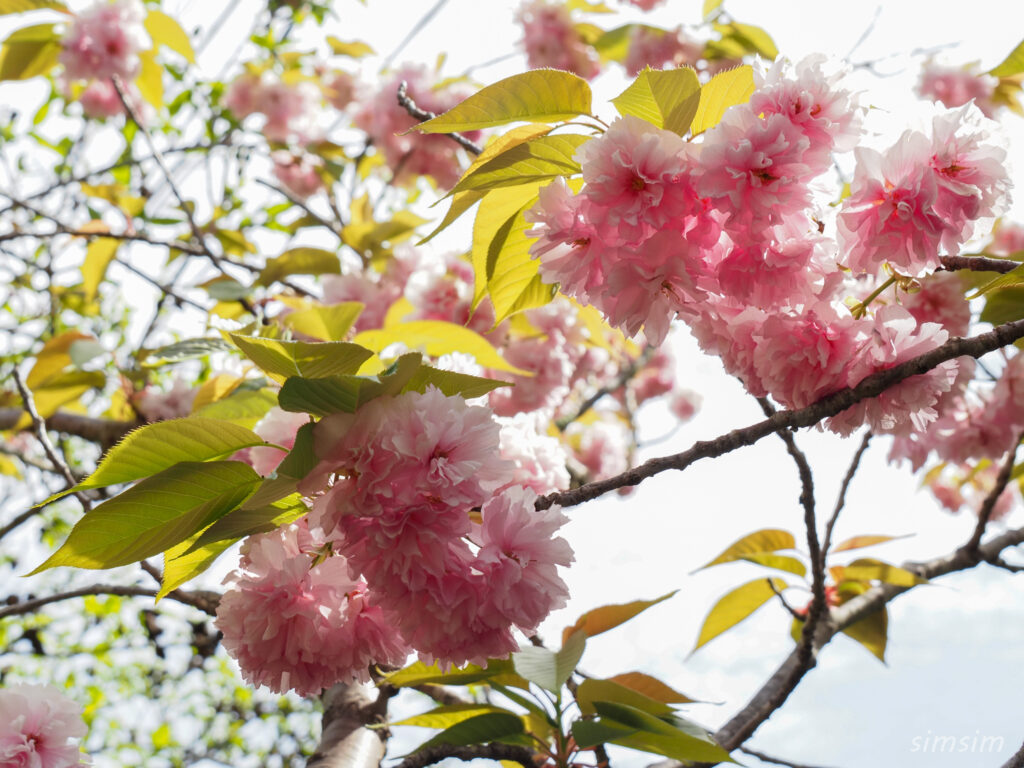 埼玉県県民の森　八重桜