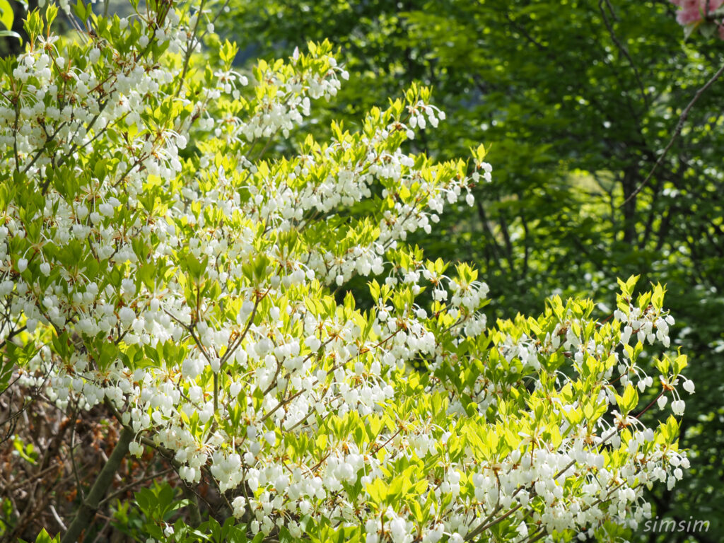 埼玉県県民の森　ドウダンツツジ