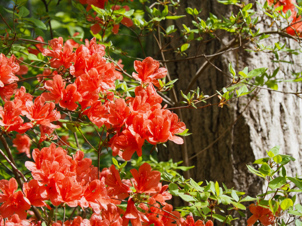 埼玉県県民の森　ツツジ