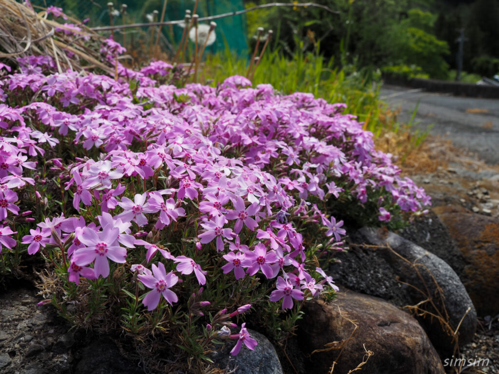 埼玉県県民の森　芝桜