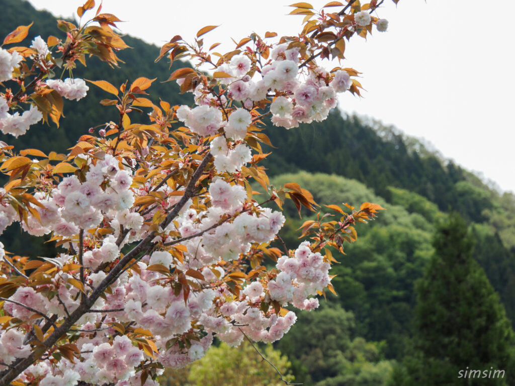 埼玉県県民の森　八重桜