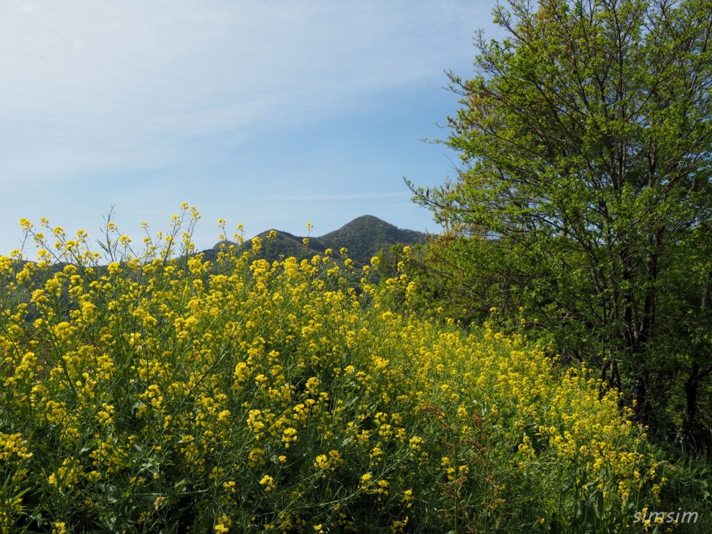 埼玉県県民の森　菜の花