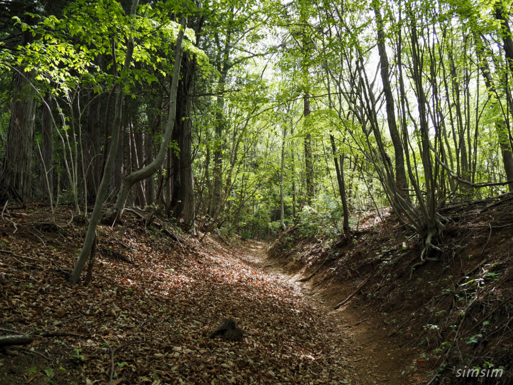 埼玉県県民の森