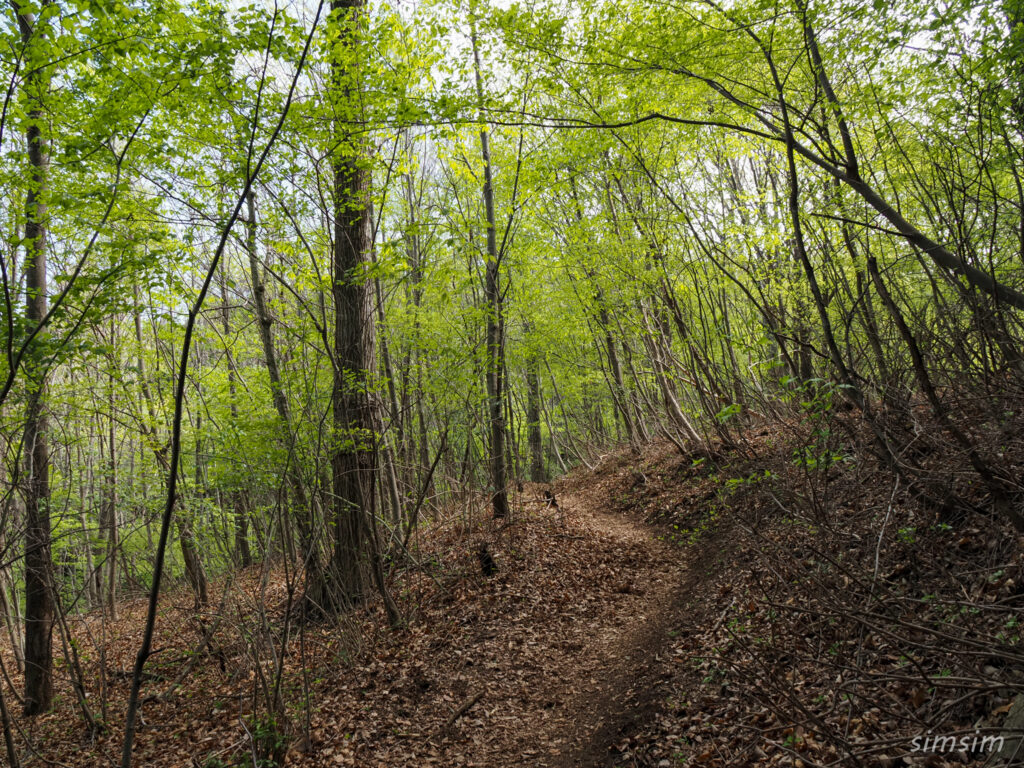 埼玉県県民の森