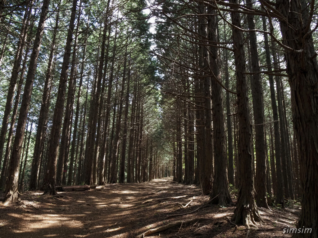 埼玉県県民の森