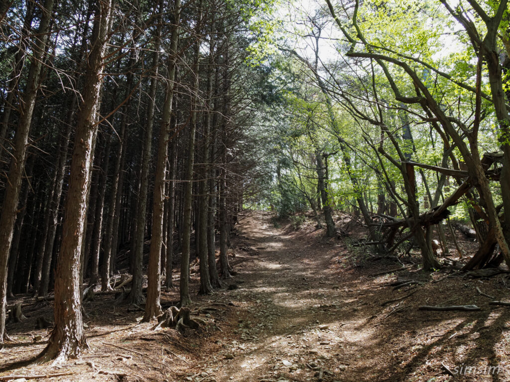 埼玉県県民の森