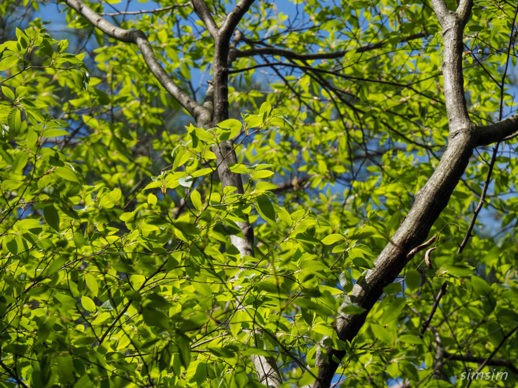 埼玉県県民の森　新緑