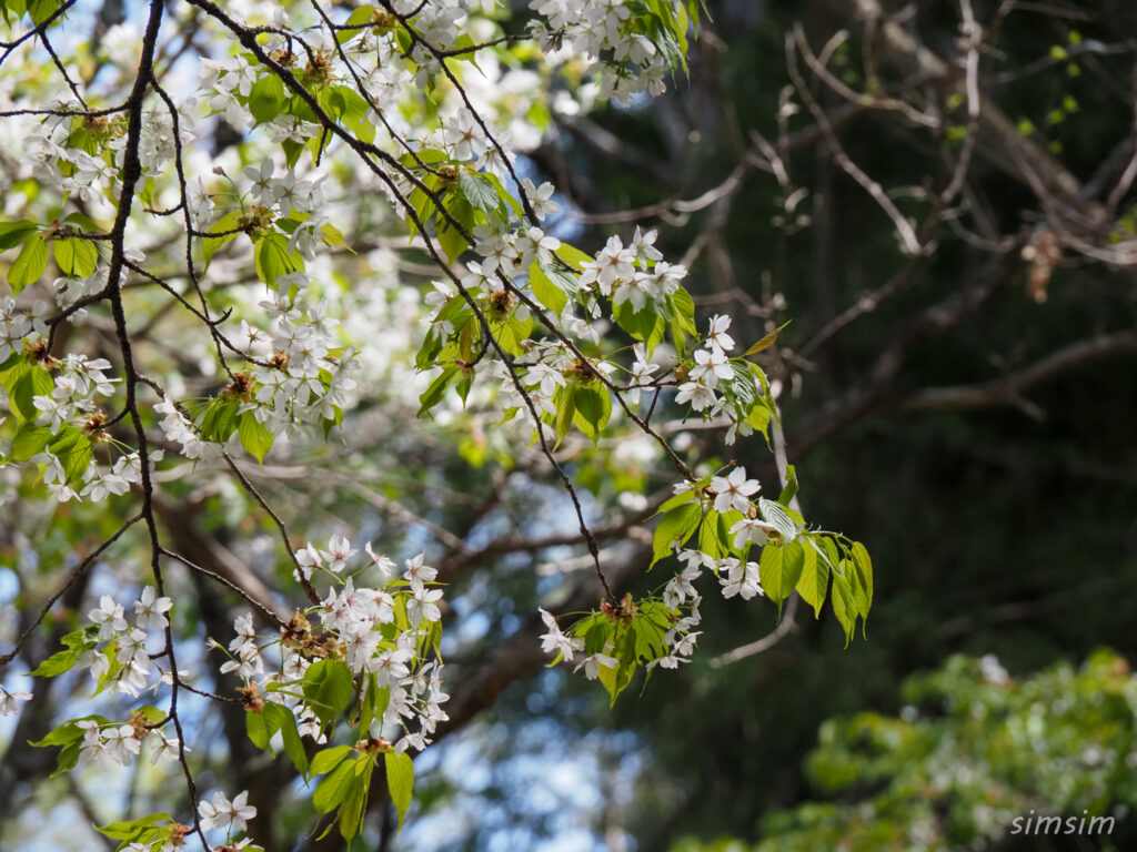 埼玉県県民の森　ヤマザクラ