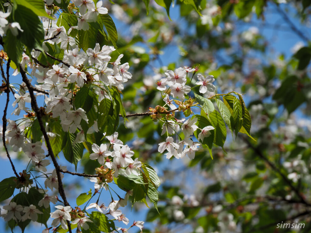 埼玉県県民の森　ヤマザクラ