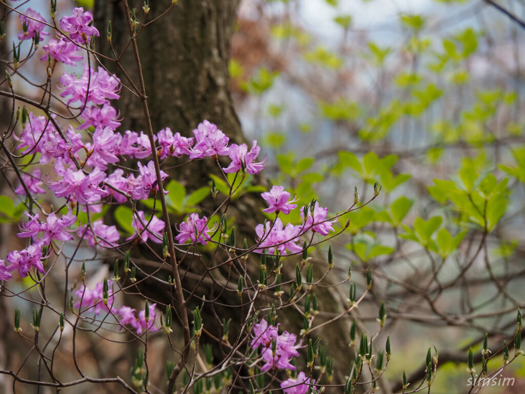 埼玉県県民の森　ミツバツツジ