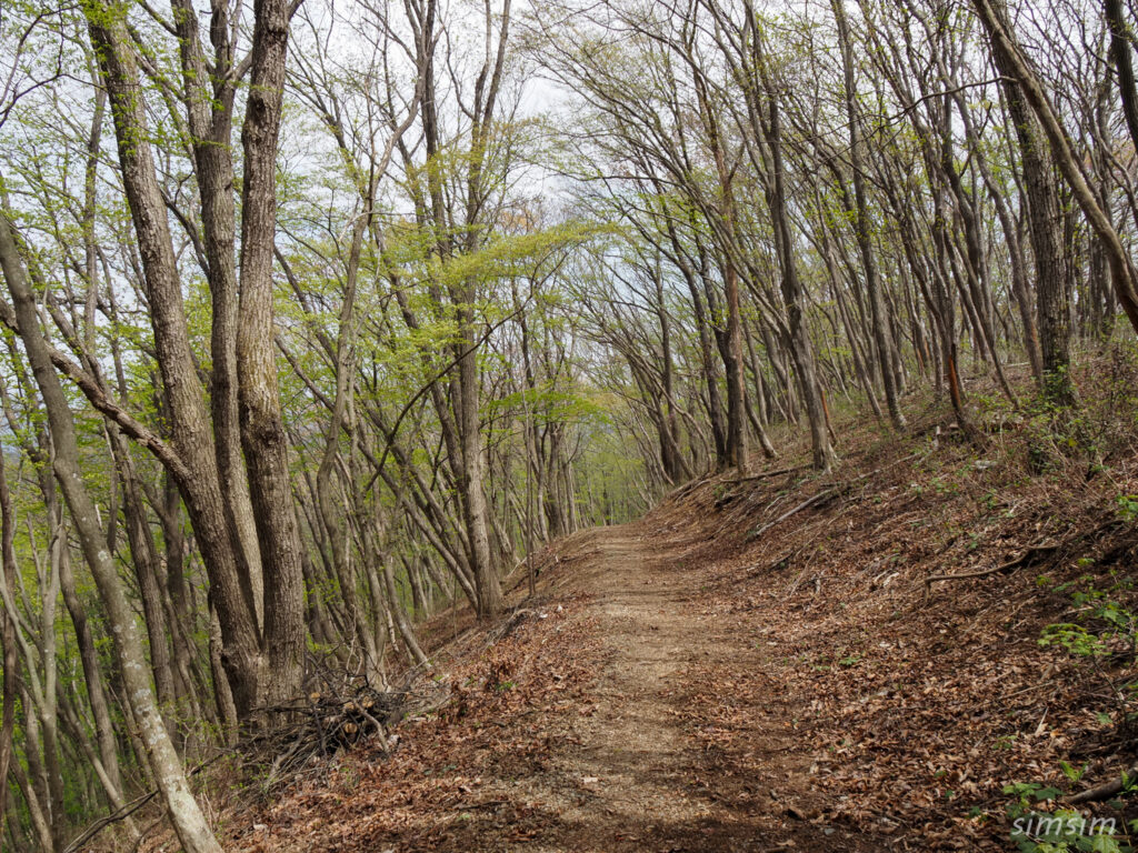 埼玉県県民の森