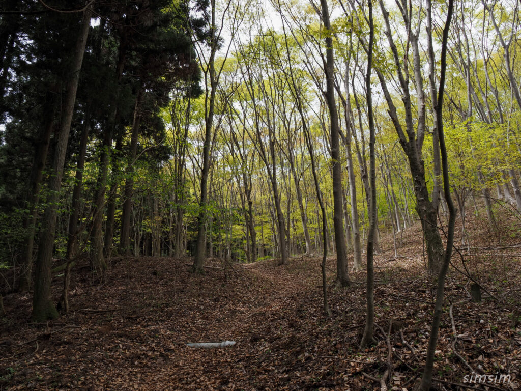 埼玉県県民の森