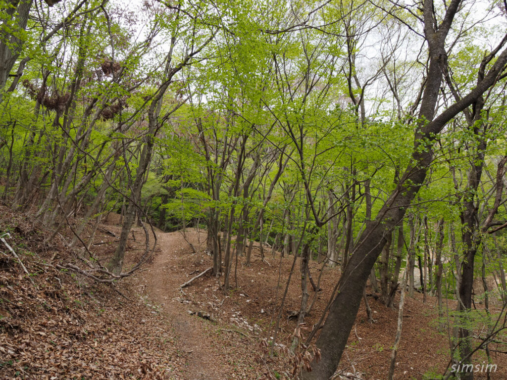 埼玉県県民の森
