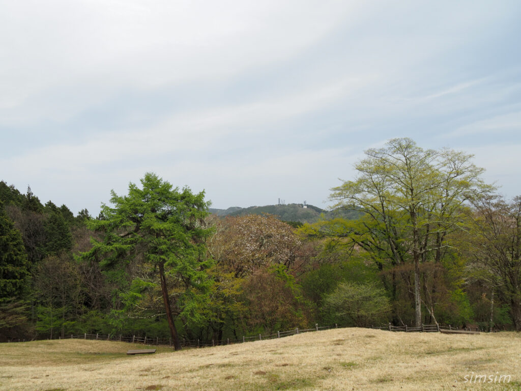 埼玉県県民の森