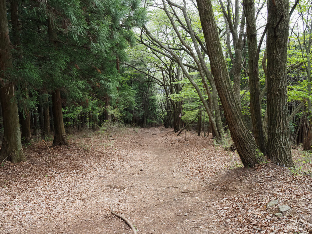 埼玉県県民の森