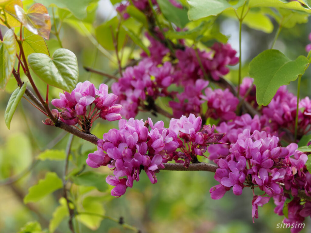 埼玉県県民の森　ハナズオウ