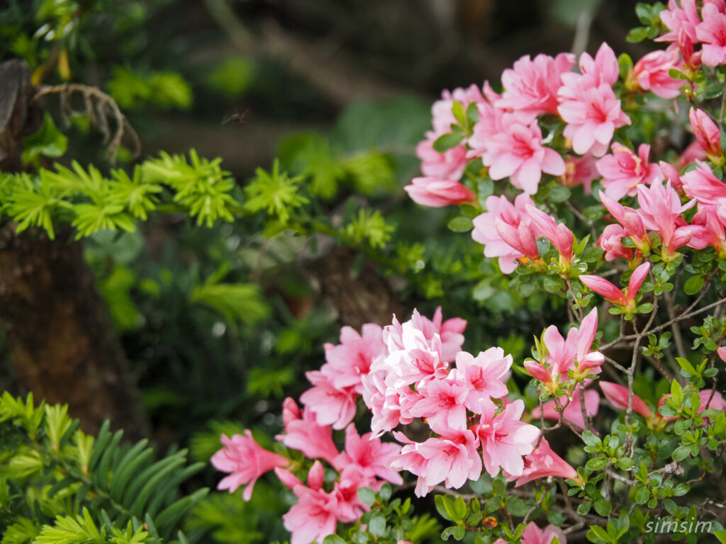 埼玉県県民の森　ツツジ