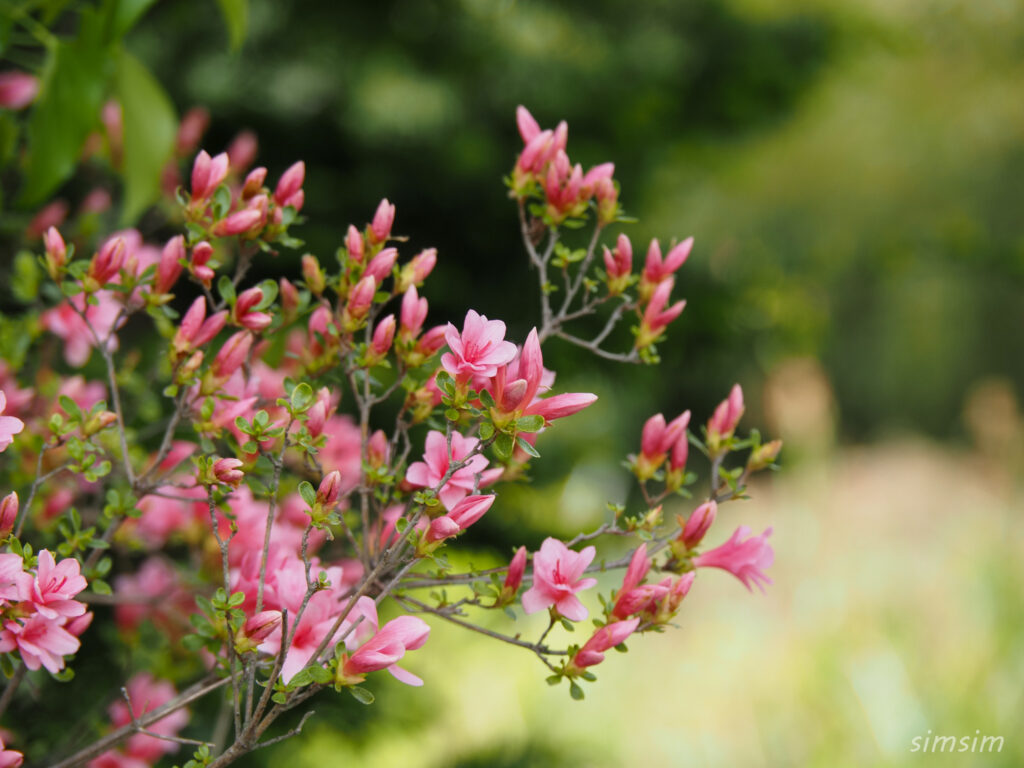 埼玉県県民の森　ツツジ