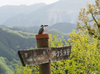 埼玉県県民の森