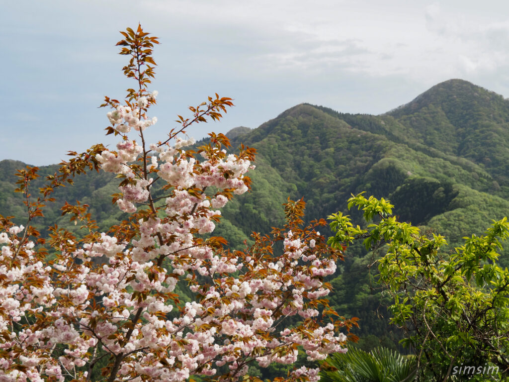 埼玉県県民の森　八重桜