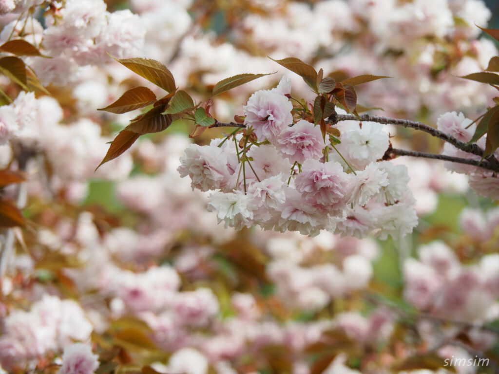 埼玉県県民の森　八重桜