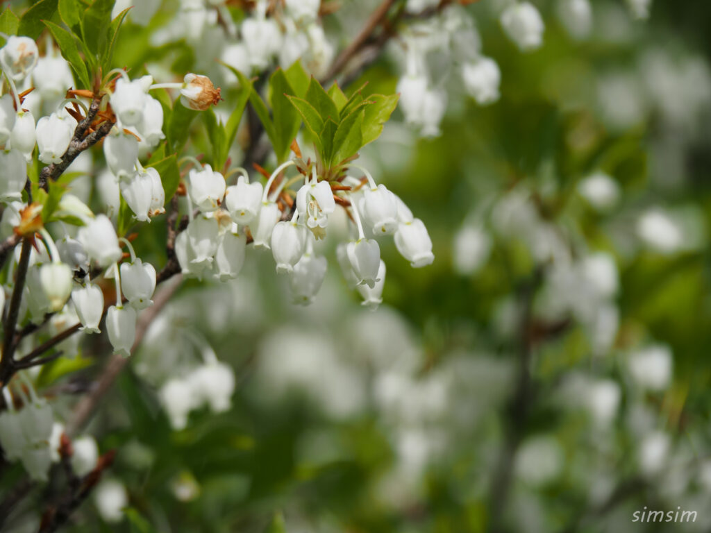 埼玉県県民の森　ドウダンツツジ