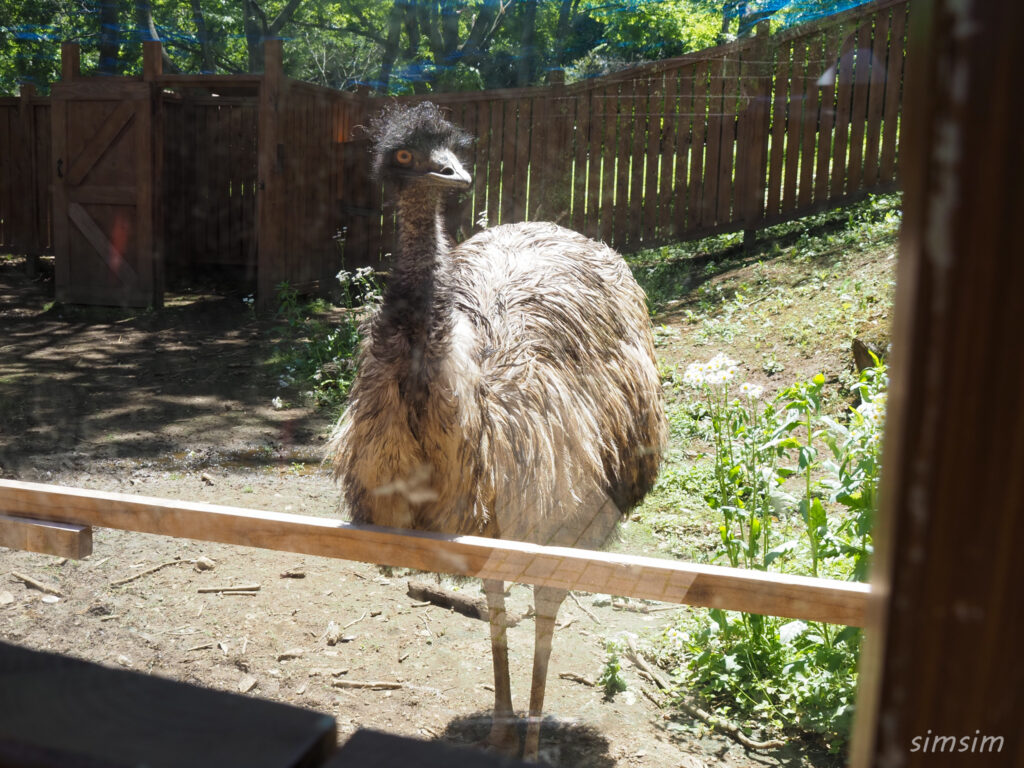 埼玉県こども動物自然公園　エミュー