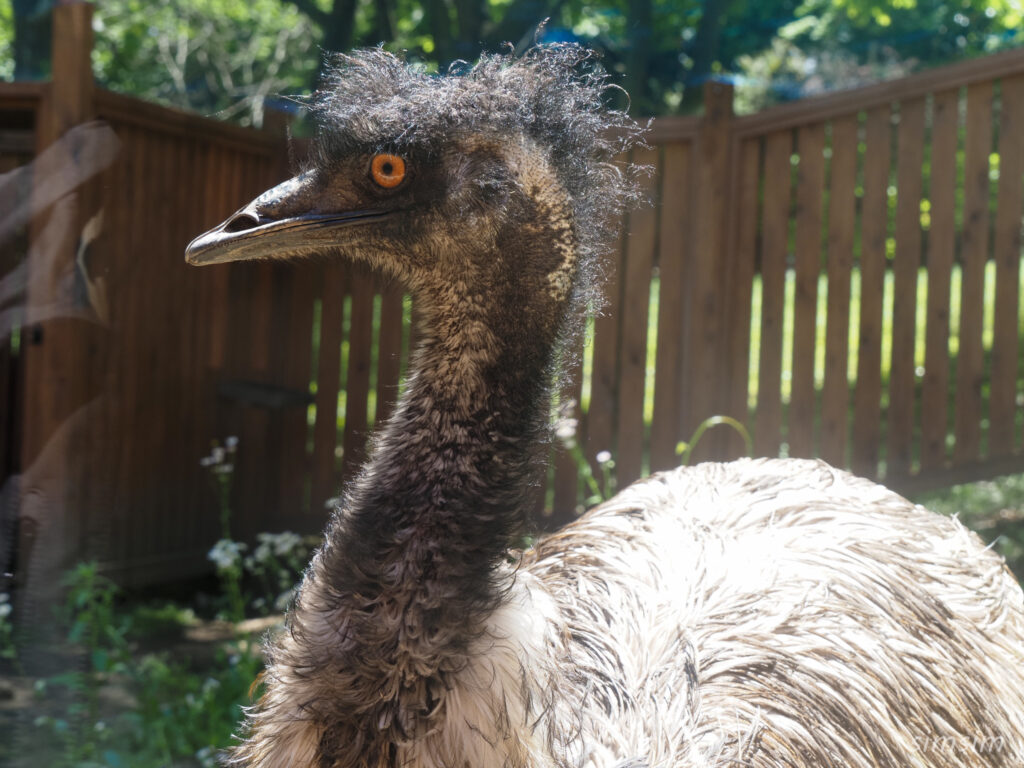 埼玉県こども動物自然公園　エミュー