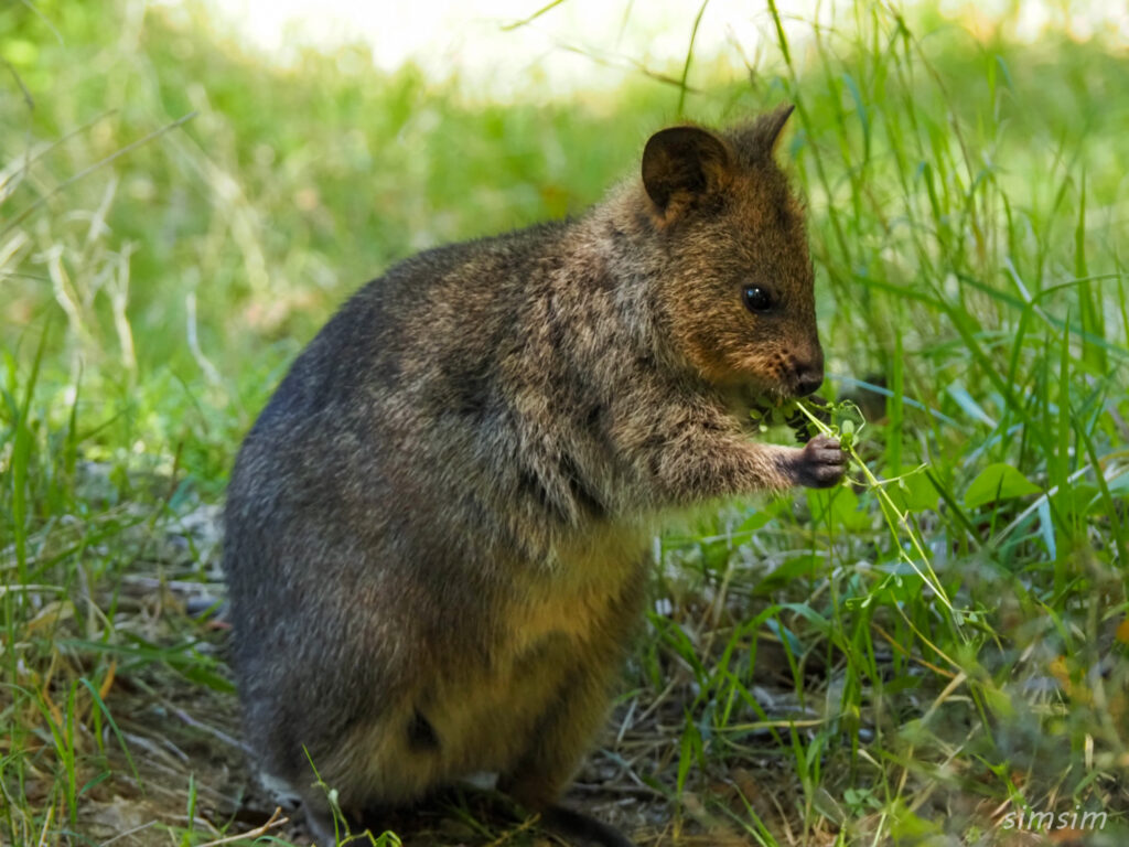 埼玉県こども動物自然公園　クオッカ