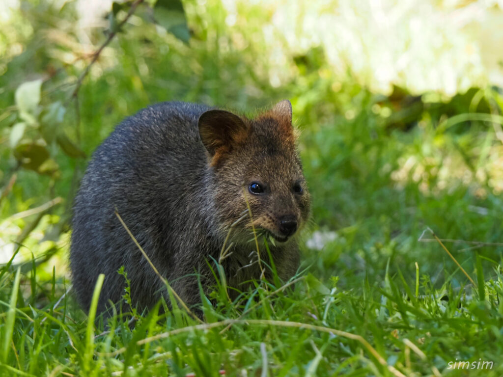 埼玉県こども動物自然公園　クオッカ