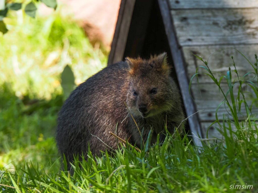 埼玉県こども動物自然公園　クオッカ