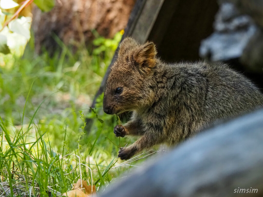 埼玉県こども動物自然公園　クオッカ