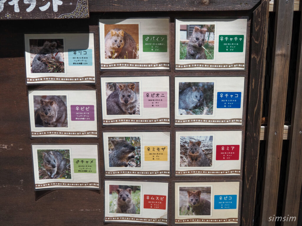 埼玉県こども動物自然公園　クオッカ