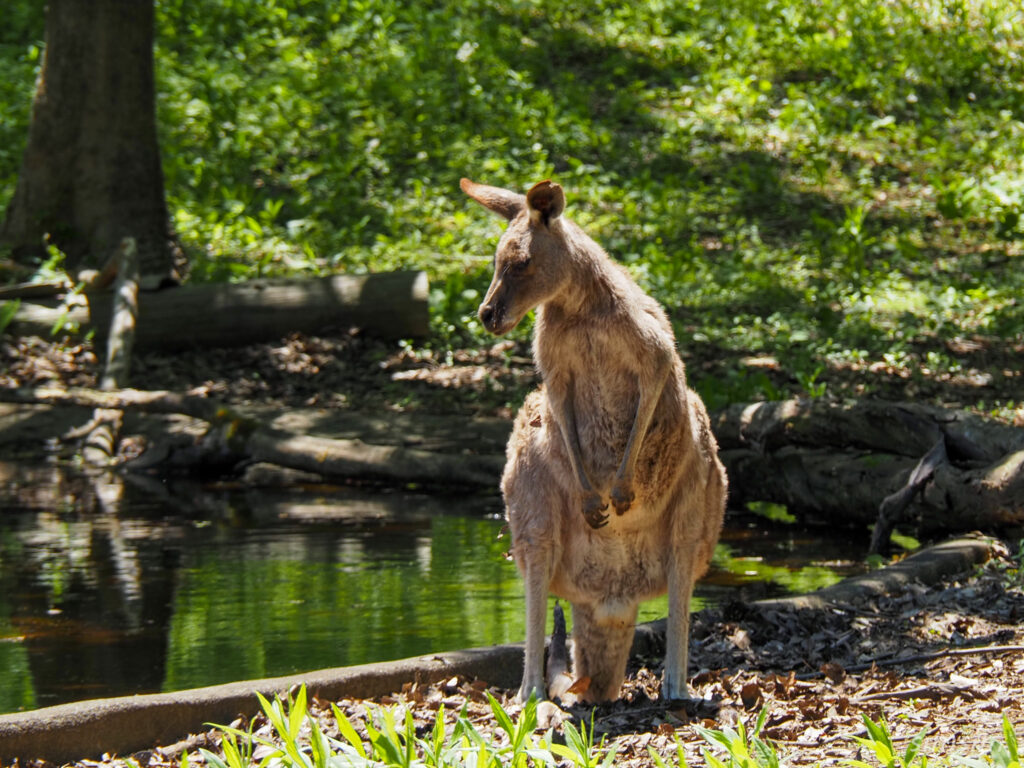 埼玉県こども動物自然公園　カンガルー