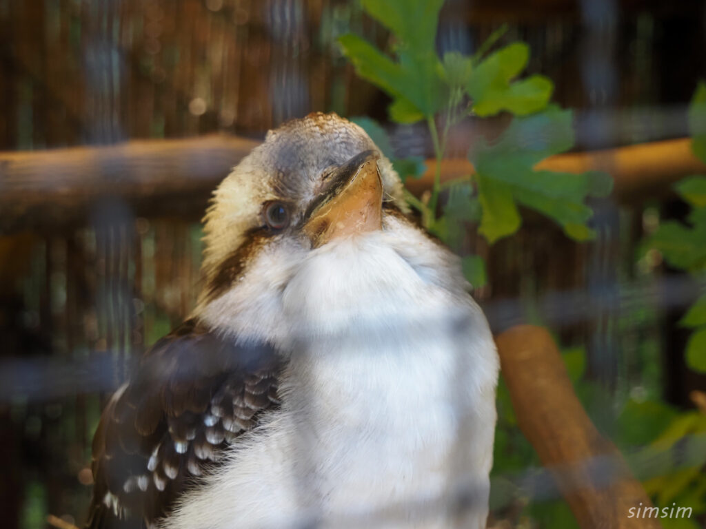 埼玉県こども動物自然公園　ワライカワセミ