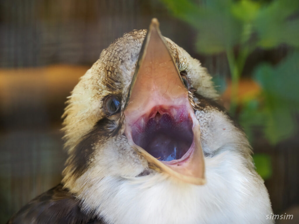 埼玉県こども動物自然公園　ワライカワセミ