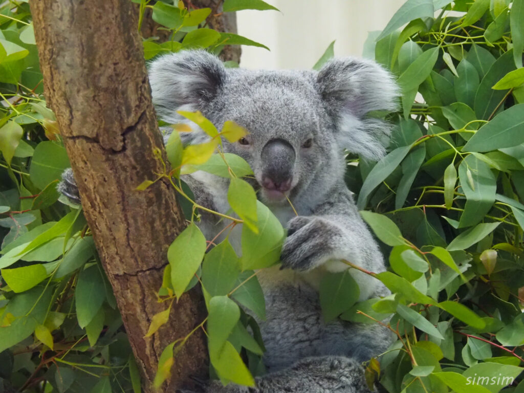 埼玉県こども動物自然公園　コアラ