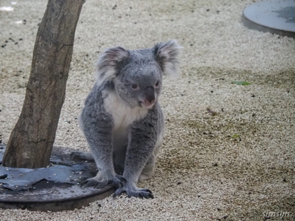 埼玉県こども動物自然公園　コアラ