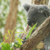 埼玉県こども動物自然公園　コアラ