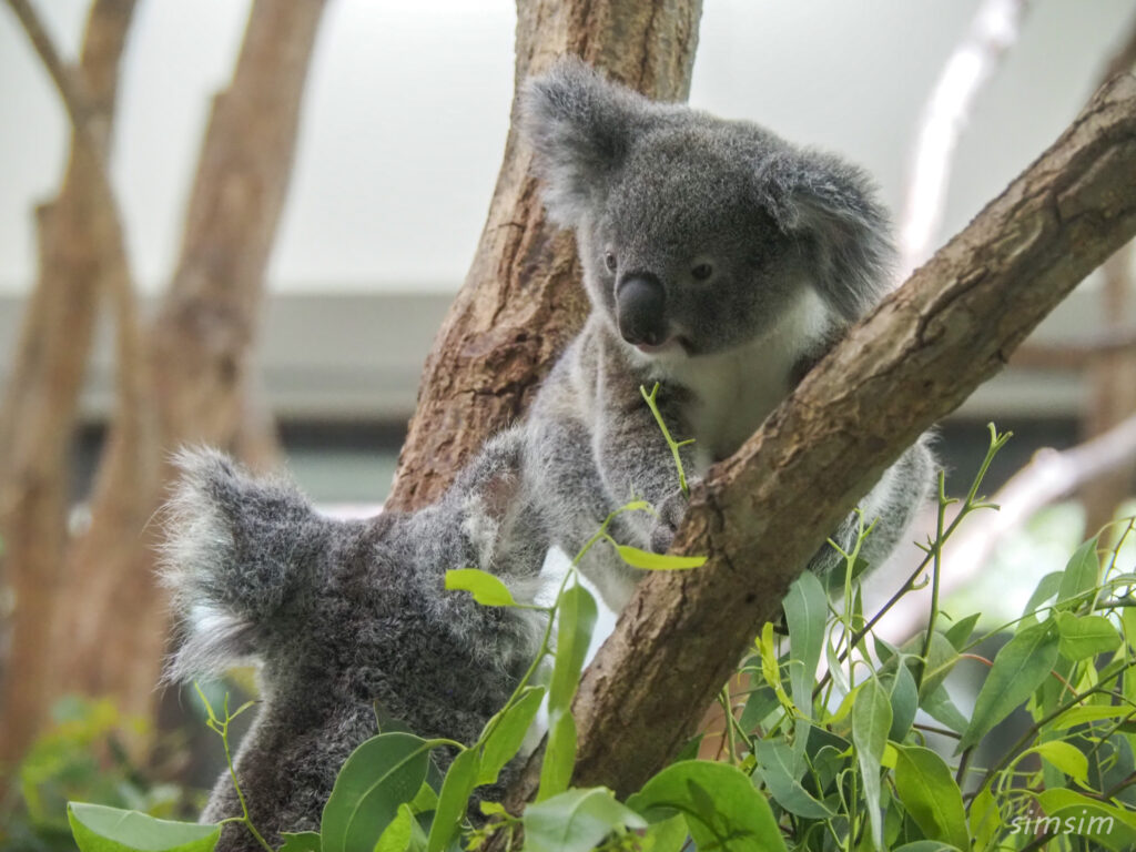埼玉県こども動物自然公園　コアラ