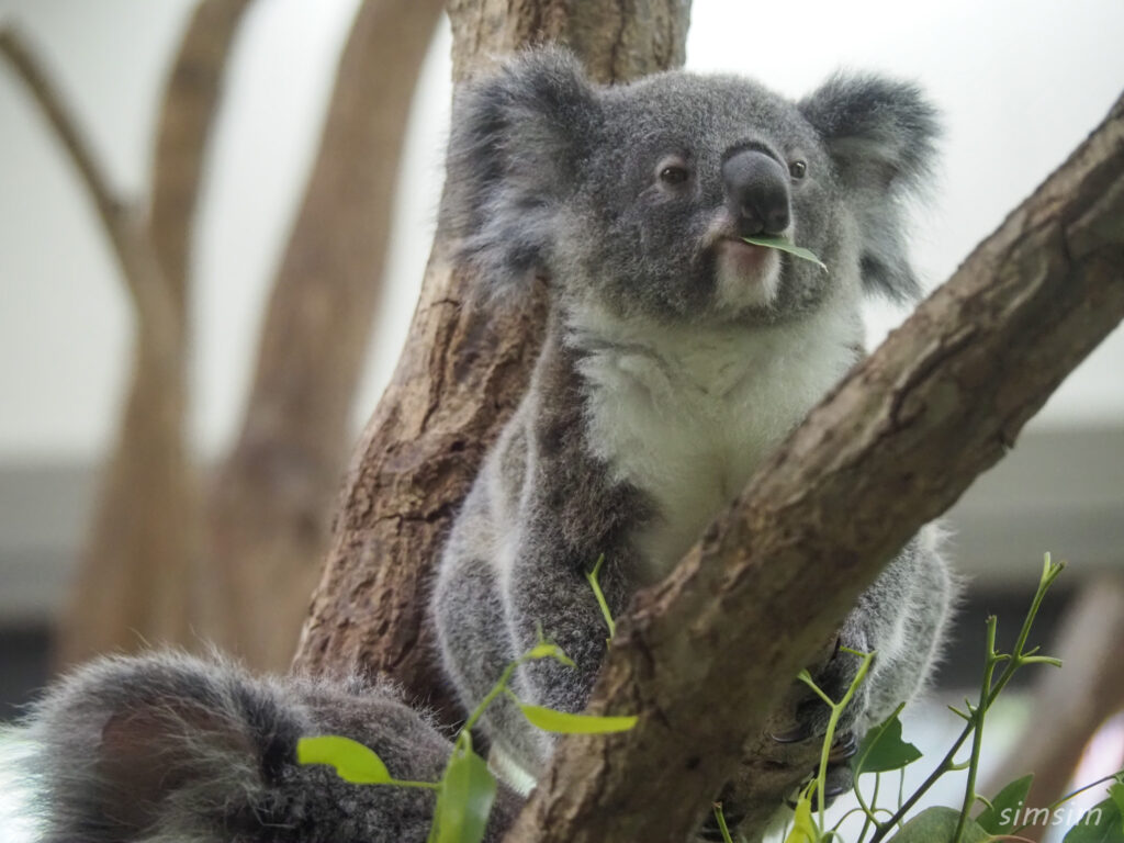 埼玉県こども動物自然公園　コアラ
