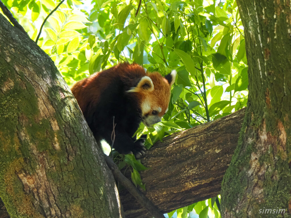 埼玉県こども動物自然公園　レッサーパンダ