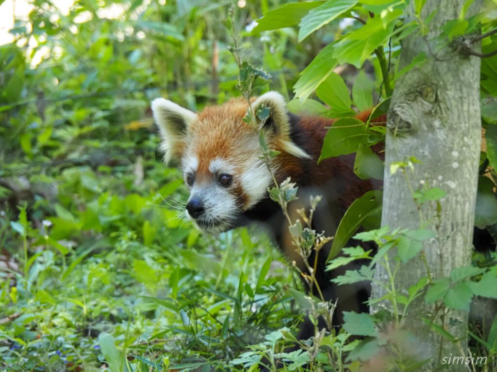埼玉県こども動物自然公園　レッサーパンダ