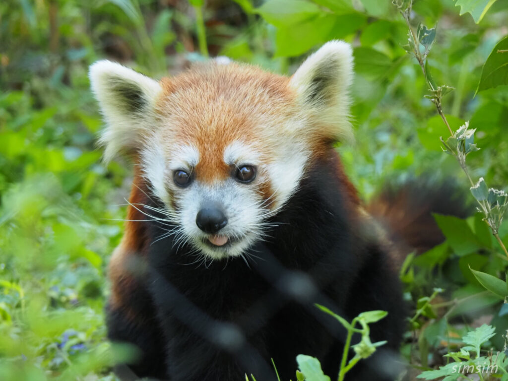 埼玉県こども動物自然公園　レッサーパンダ